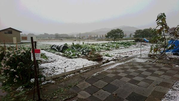 %e7%94%b0%e3%82%93%e3%81%bc-1