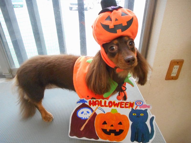 %e3%81%a1%e3%81%b3%e3%83%8f%e3%83%ad%e3%82%a6%e3%82%a3%e3%83%b3